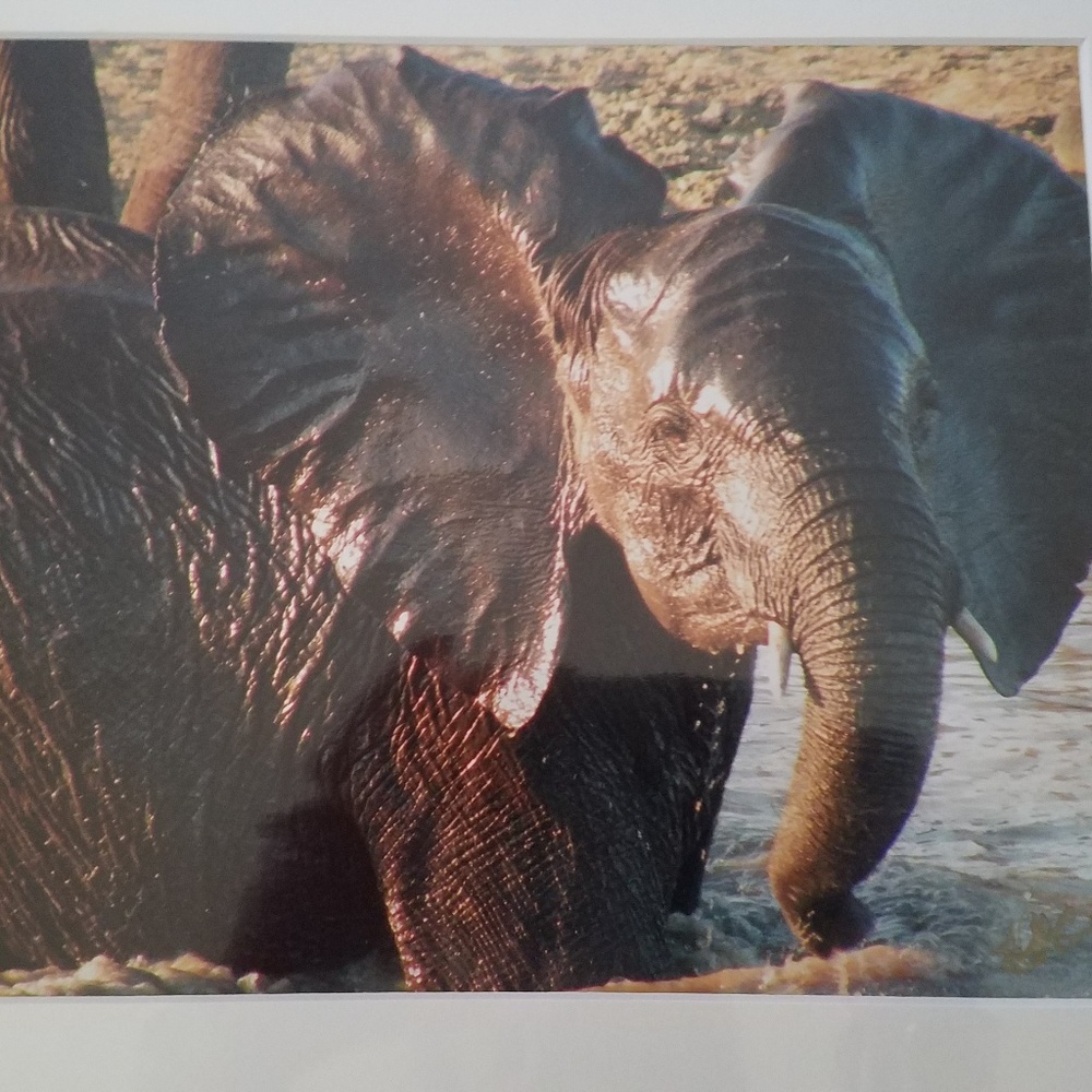 Safari photo baby elephant